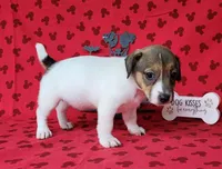 Pringle female *delivery available*, a female Jack Russell Terrier for sale in Laurel, IN – 7 of 10