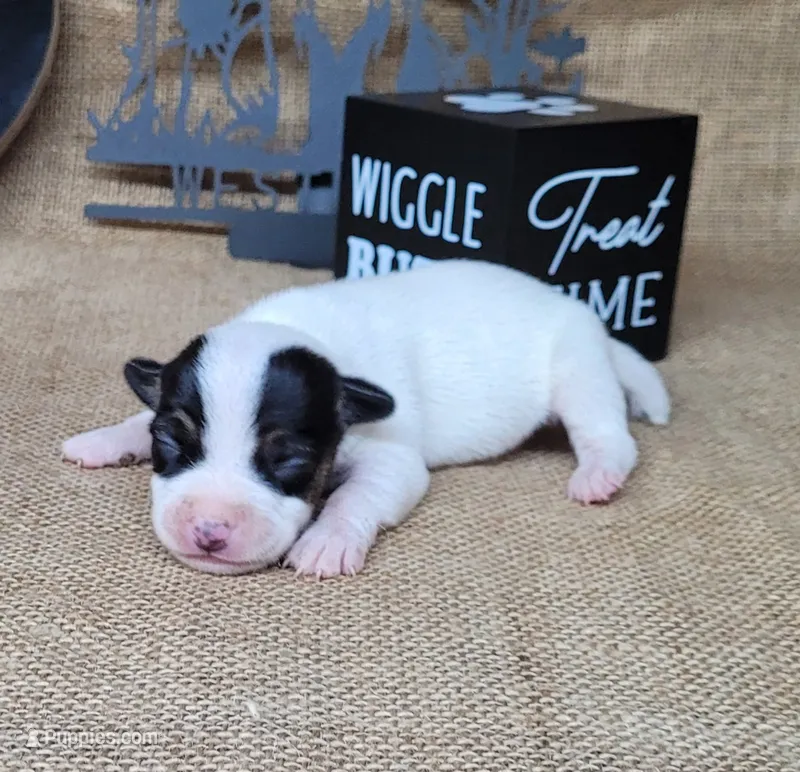 Ricochet purebred JRT – Jack Russell Terrier puppy for sale in Laurel, IN