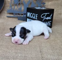 Ricochet purebred JRT, a male Jack Russell Terrier for sale in Laurel, IN – 1 of 5