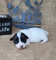 Piper purebred Jack Russell Terrier , a female Jack Russell Terrier for sale in Laurel, IN – 2 of 5