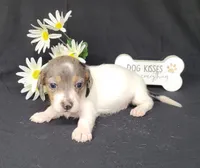 Callie AKC Reg Dapple pie, a female Miniature Dachshund for sale in Laurel, IN – Photo 2 of 4