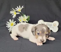 Callie AKC Reg Dapple pie, a female Miniature Dachshund for sale in Laurel, IN – Photo 1 of 4
