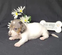 Callie AKC Reg Dapple pie, a female Miniature Dachshund for sale in Laurel, IN – Photo 4 of 4