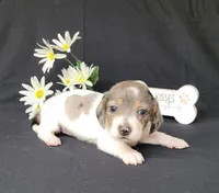 Callie AKC Reg Dapple pie, a female Miniature Dachshund for sale in Laurel, IN – Photo 3 of 4