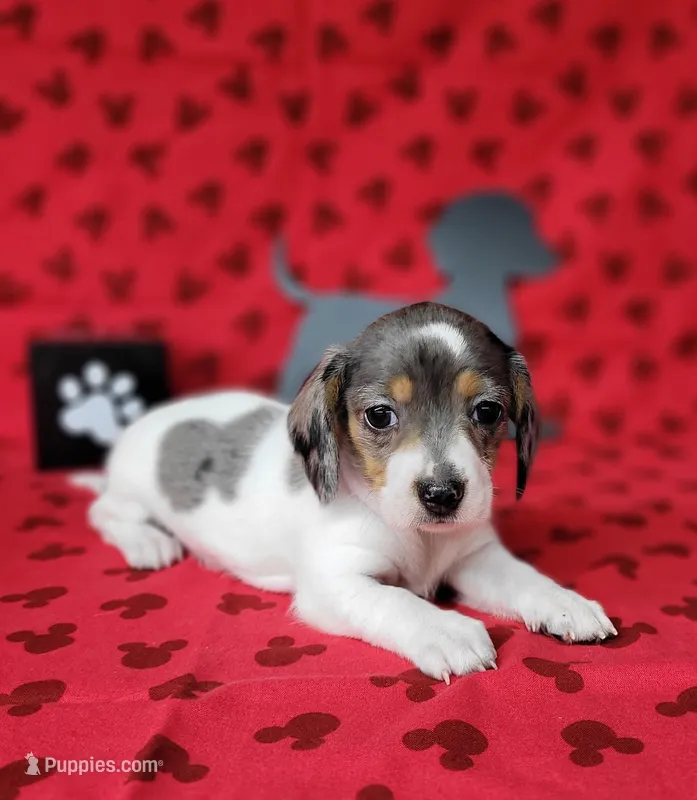 Callie AKC Reg Dapple pie – Miniature Dachshund puppy on hold in Laurel, IN