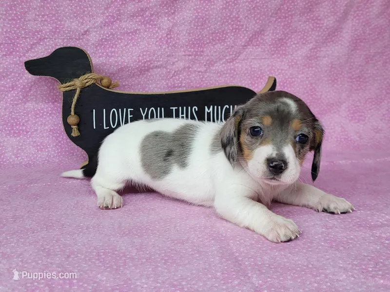 Callie AKC Reg Dapple pie – Miniature Dachshund puppy for sale in Laurel, IN