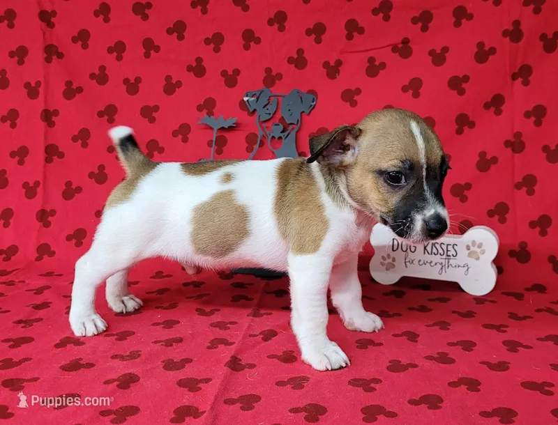 "Pyro" CKC Registered male – Jack Russell Terrier puppy for sale in Laurel, IN