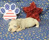 AKC Lexi Dapple female, a female Miniature Dachshund for sale in Laurel, IN – 6 of 6