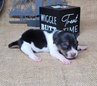 Romeo purebred JRT, a male Jack Russell Terrier for sale in Laurel, IN – 1 of 5