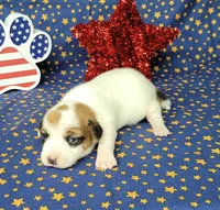 Ripley CKC Reg female, a female Jack Russell Terrier for sale in Laurel, IN – 7 of 7