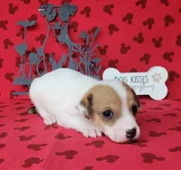 CKC Thor *Delivery Available , a male Jack Russell Terrier for sale in Laurel, IN – 4 of 6