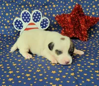 Percy CKC delivery available , a male Jack Russell Terrier for sale in Laurel, IN – 2 of 7