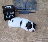 Piper purebred Jack Russell Terrier , a female Jack Russell Terrier for sale in Laurel, IN – 5 of 5