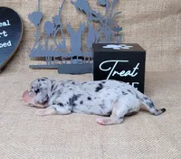 CeCe AKC dapple female, a female Miniature Dachshund for sale in Laurel, IN – 2 of 4