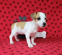 Jinx purebred JRT , a female Jack Russell Terrier for sale in Laurel, IN – 2 of 8