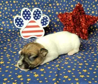 Roxi CKC female Delivery available , a female Jack Russell Terrier for sale in Laurel, IN – 2 of 5