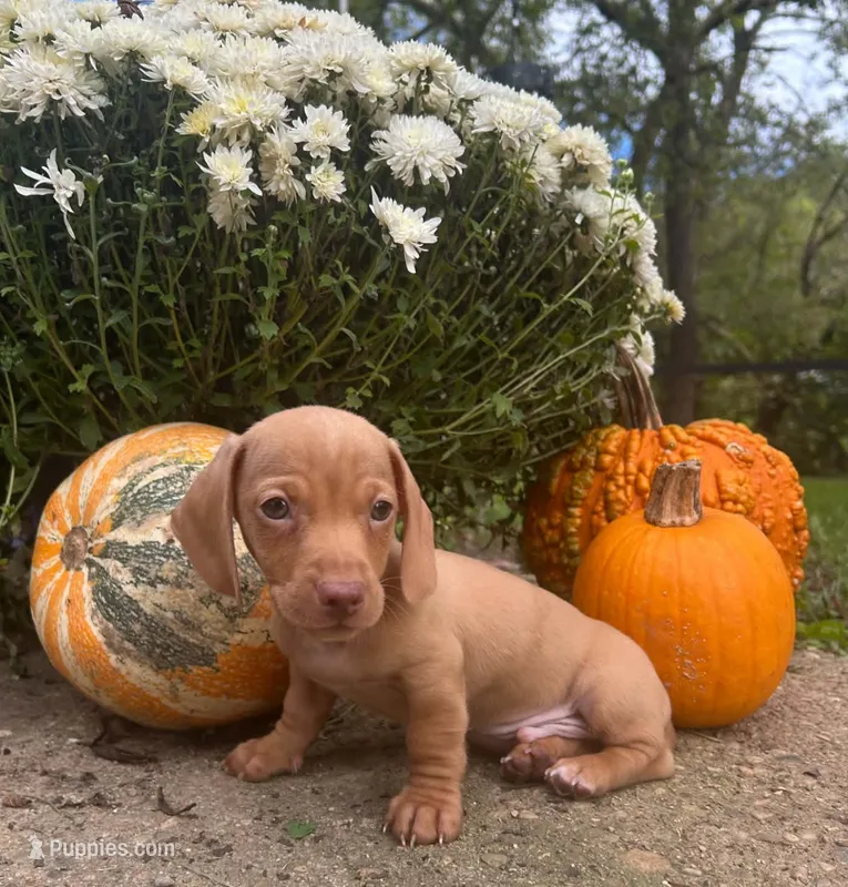 AKC Willie *Delivery Available* – Miniature Dachshund puppy for sale in Laurel, IN