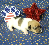CKC "Puck", a male Jack Russell Terrier for sale in Laurel, IN – 1 of 6