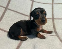 AKC Woody *Delivery Available*, a male Miniature Dachshund for sale in Laurel, IN – 2 of 6