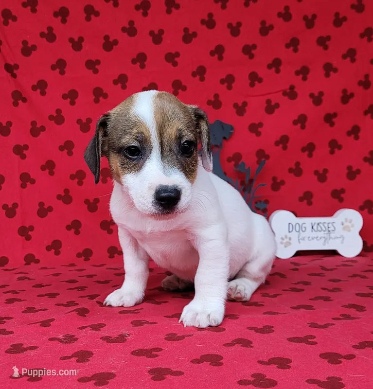CKC Pax *Delivery available* – Jack Russell Terrier puppy for sale in Laurel, IN