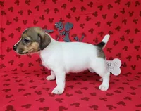 Pringle female *delivery available*, a female Jack Russell Terrier for sale in Laurel, IN – 3 of 10