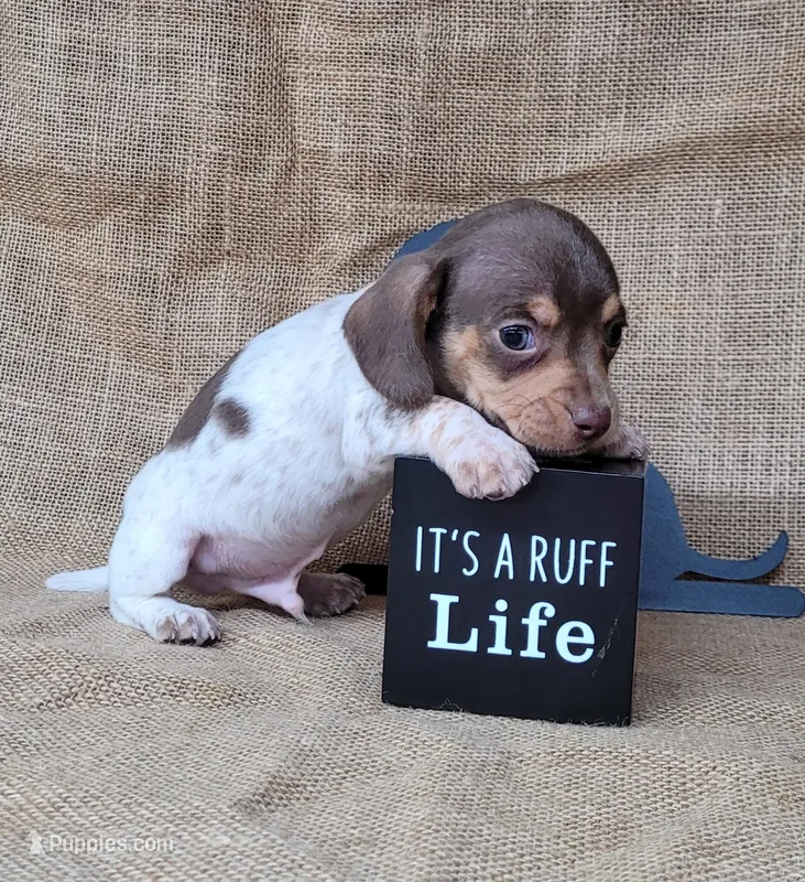 Hank AKC – Miniature Dachshund puppy for sale in Laurel, IN