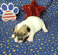 CKC "Pogo" delivery available , a male Jack Russell Terrier for sale in Laurel, IN – 6 of 6