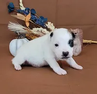 Nash CKC Registered , a male Jack Russell Terrier for sale in Laurel, IN – 1 of 8