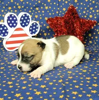 "Pyro" CKC Registered male, a male Jack Russell Terrier for sale in Laurel, IN – 3 of 8