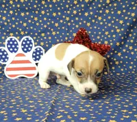 Racer CKC purebred *Delivery*, a male Jack Russell Terrier for sale in Laurel, IN – 5 of 5