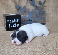 Pebbles purebred Jack Russell Terrier , a female Jack Russell Terrier for sale in Laurel, IN – 2 of 4