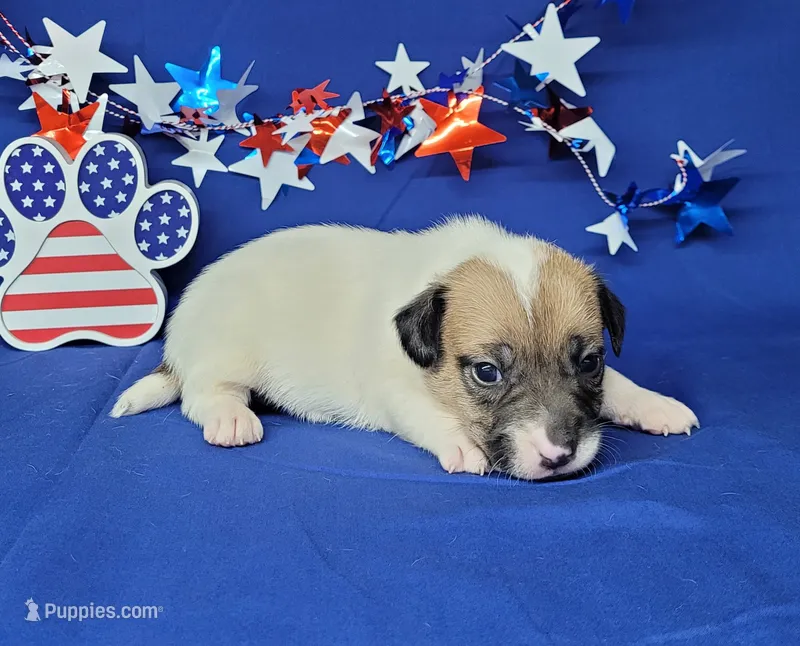 CKC "Pogo" delivery available  – Jack Russell Terrier puppy for sale in Laurel, IN