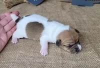 JoJo CKC *delivery available*, a female Jack Russell Terrier for sale in Laurel, IN – 4 of 6