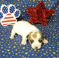 Ripley CKC Reg female, a female Jack Russell Terrier for sale in Laurel, IN – 5 of 7