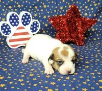 Ripley CKC Reg female, a female Jack Russell Terrier for sale in Laurel, IN – 2 of 7