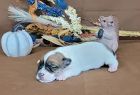 Tara purebred JRT, a female Jack Russell Terrier for sale in Laurel, IN – 2 of 5