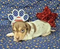 Chloe AKC purebred *Delivery*, a female Miniature Dachshund for sale in Laurel, IN – 4 of 5