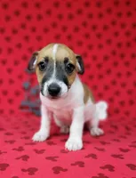 "Pyro" CKC Registered male, a male Jack Russell Terrier for sale in Laurel, IN – 3 of 5