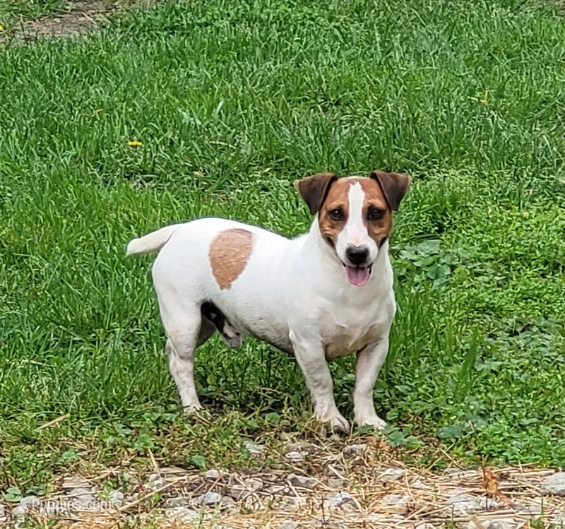 Moses STUD for sale, a male Jack Russell Terrier for sale in Laurel, IN – 1 of 6