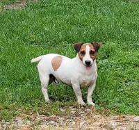 Moses STUD for sale, a male Jack Russell Terrier for sale in Laurel, IN – 1 of 6