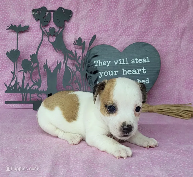 Jinx purebred JRT  – Jack Russell Terrier puppy for sale in Laurel, IN