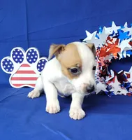 Jax purebred *Delivery available*, a male Jack Russell Terrier for sale in Laurel, IN – 2 of 6