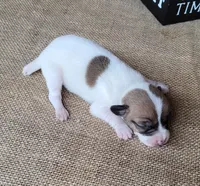 Racer CKC purebred *Delivery*, a male Jack Russell Terrier for sale in Laurel, IN – 4 of 5