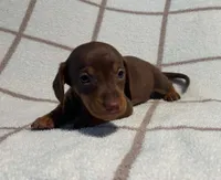 AKC Wayne *Delivery Available*, a male Miniature Dachshund for sale in Laurel, IN – 4 of 6