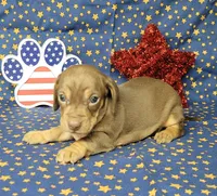 Cora AKC *Delivery*, a female Miniature Dachshund for sale in Laurel, IN – 4 of 6