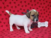 CKC "Pogo" delivery available , a male Jack Russell Terrier for sale in Laurel, IN – 3 of 7
