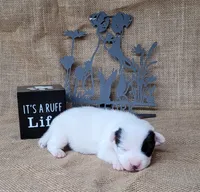 Prince CKC Registered  purebred , a male Jack Russell Terrier for sale in Laurel, IN – 3 of 7