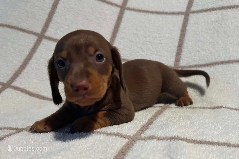 AKC Wayne *Delivery Available* – Miniature Dachshund puppy for sale in Laurel, IN