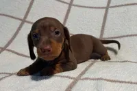 AKC Wayne *Delivery Available*, a male Miniature Dachshund for sale in Laurel, IN – 1 of 6