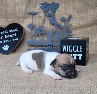 Jude purebred JRT, a male Jack Russell Terrier for sale in Laurel, IN – 6 of 6